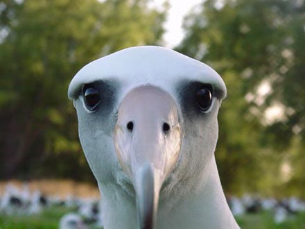 Pictures Of Albatross - Free Albatross pictures 